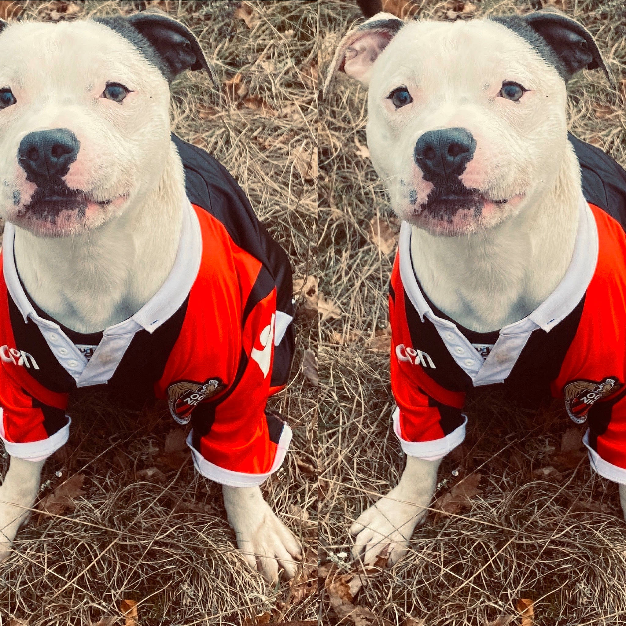 Phoenix a rejoint le concours — aidez-le/la à gagner de superbes lots ! american_pit_bull_terrier, american_staffordshire_terrier, bull_and_terrier, bull_terrier, canidae, carnivore, companion_dog, dog, dog_breed, dog_clothes, mammal, non_sporting_group, old_english_terrier, outerwear, pit_bull, rare_breed_dog, sporting_group, staffordshire_bull_terrier, terrier, vertebrate