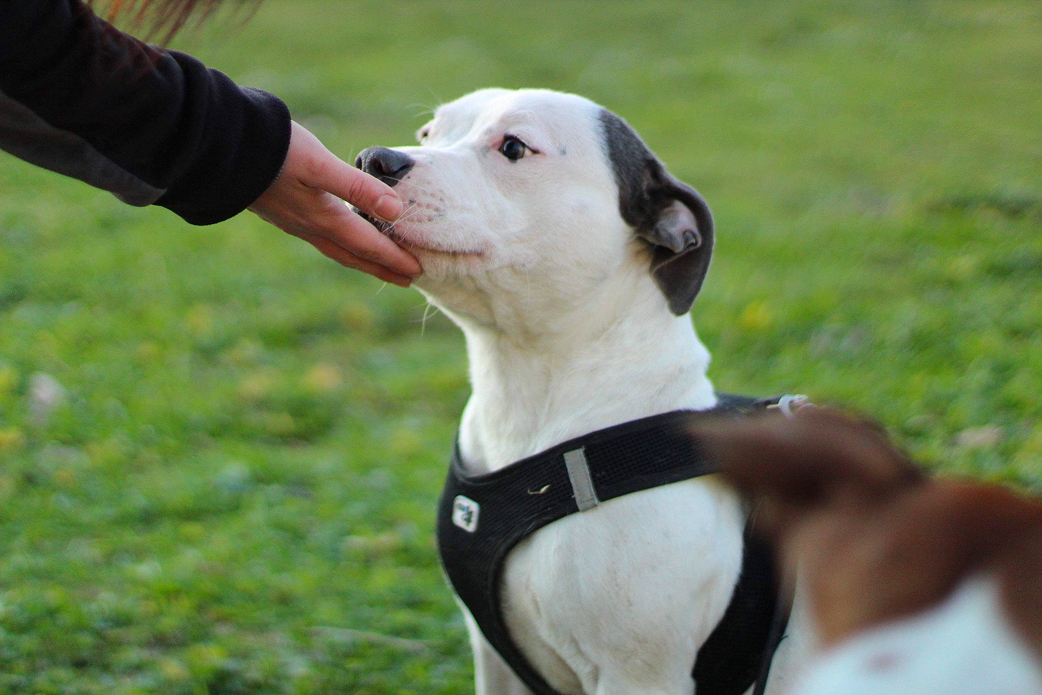 Phoenix participe au concours pour gagner de l'argent avec cette photo : canidae, carnivore, companion_dog, dog, dog_breed, mammal, non_sporting_group, pit_bull, rare_breed_dog, snout, sporting_group, vertebrate