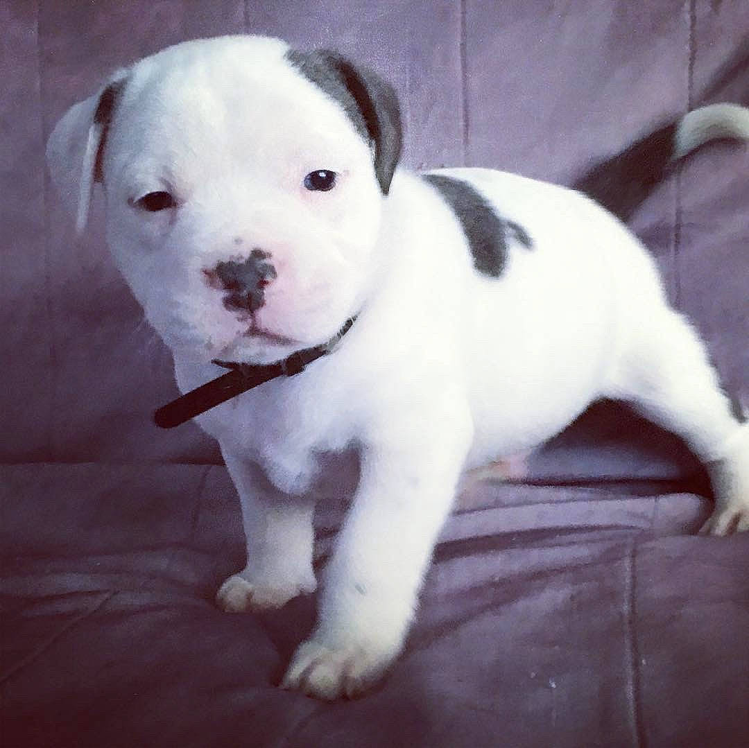 Phoenix participe au concours pour gagner de l'argent avec cette photo : american_bulldog, ancient_dog_breeds, canidae, carnivore, companion_dog, dog, dog_breed, dogo_guatemalteco, mammal, non_sporting_group, nose, pit_bull, puppy, puppy_love, rare_breed_dog, snout, tail, toy_bulldog, valley_bulldog, vertebrate