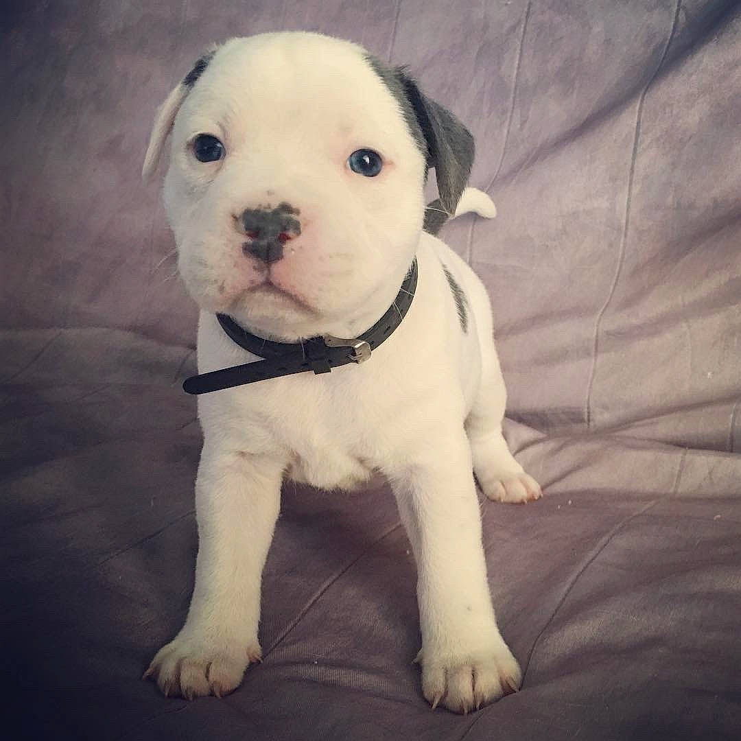 Phoenix participe au concours pour gagner de l'argent avec cette photo : american_bulldog, bulldog, canidae, carnivore, companion_dog, dog, dog_breed, dogo_argentino, dogo_guatemalteco, dorset_olde_tyme_bulldogge, fawn, mammal, non_sporting_group, pit_bull, puppy, puppy_love, rare_breed_dog, toy_bulldog, valley_bulldog, vertebrate