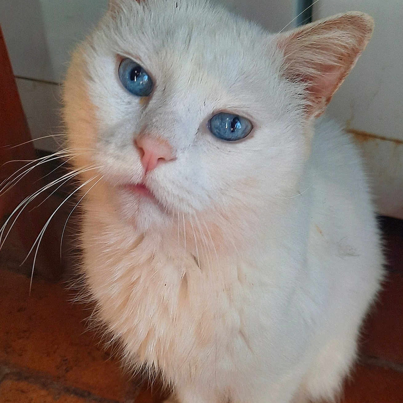 Bill