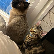 Bruce And Charley is registered to the contest to win money with this photo: animal, cat, collar, companions, curious, domestic, ears, feline, floor, fur, house, indoor, looking_up, natural_light, pets, siamese_cat, tabby_cat, two_cats, whiskers, window