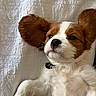 Bentley is registered to the contest to win money with this photo: puppy, dog, lying_down, white, brown, ears, cute, pet, collar, fur, portrait, indoor, blanket, sleepy, closeup, animal, mammal, young, resting, adorable