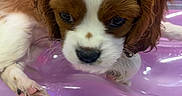 Bentley is registered to the contest to win money with this photo: puppy, dog, close_up, brown_and_white, paw, inflatable, pink, cute, pet, animal, fur, ears, nose, whiskers, indoor, resting, young, small, adorable, curious