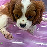 puppy, dog, close_up, brown_and_white, paw, inflatable, pink, cute, pet, animal, fur, ears, nose, whiskers, indoor, resting, young, small, adorable, curious