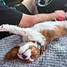 Bentley is registered to the contest to win money with this photo: puppy, dog, cavalier_king_charles_spaniel, sleeping, relaxed, cushion, car_interior, person_arm, red_collar, pet, cute, fluffy, cozy, lap, drink_cup, vehicle, resting, white_and_brown, paw, napping