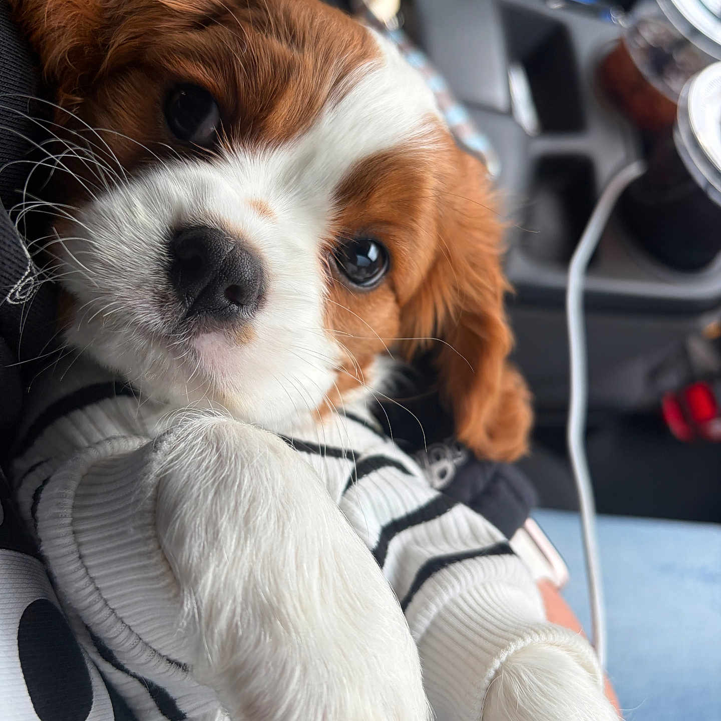 Bentley