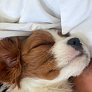 Bentley joined the competition — help win amazing prizes! dog, sleeping, close_up, brown_fur, white_fur, nose, whiskers, cozy, pillow, rest, peaceful, pet, animal, fur, snout, indoor, relaxation, cute, companion, calm