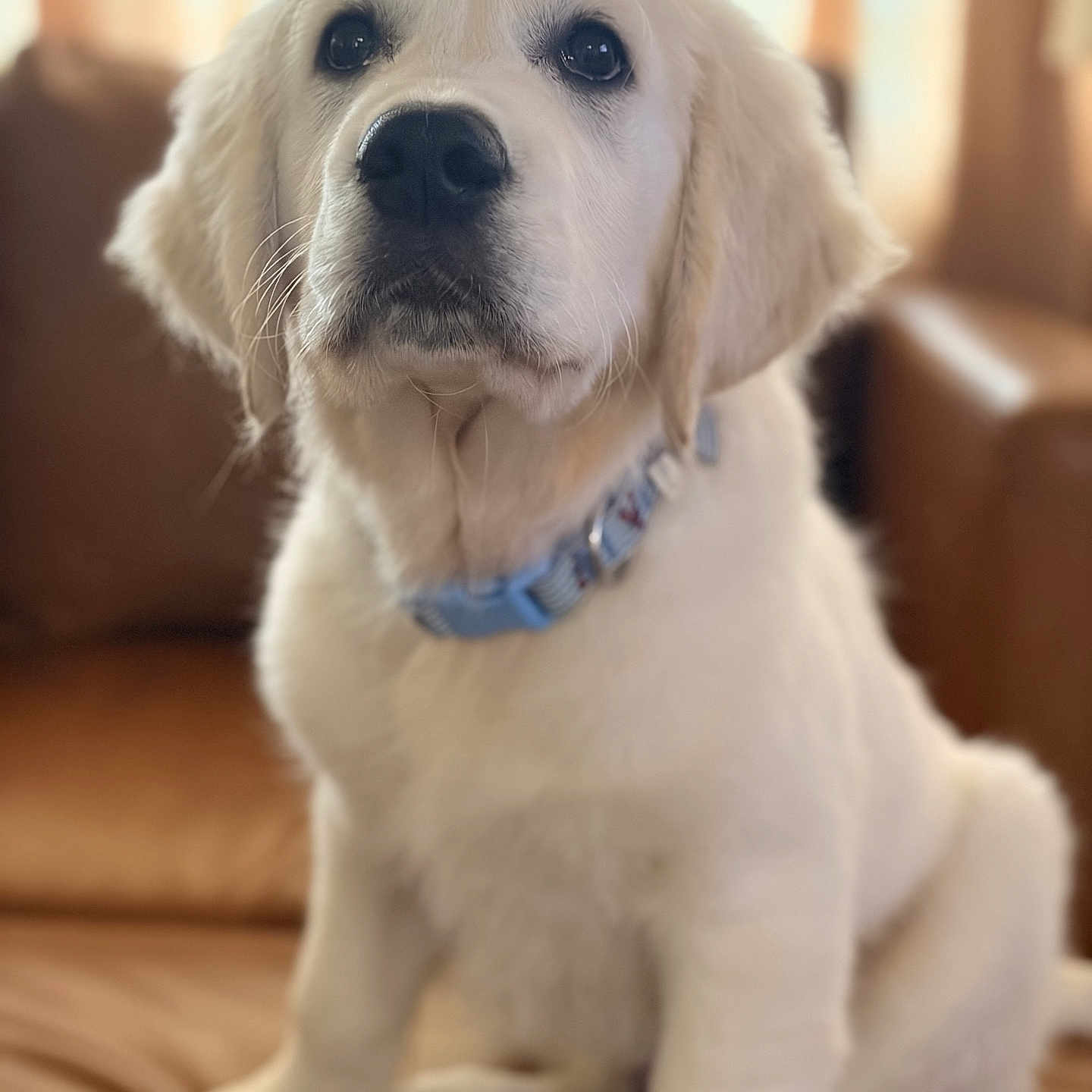 Gus