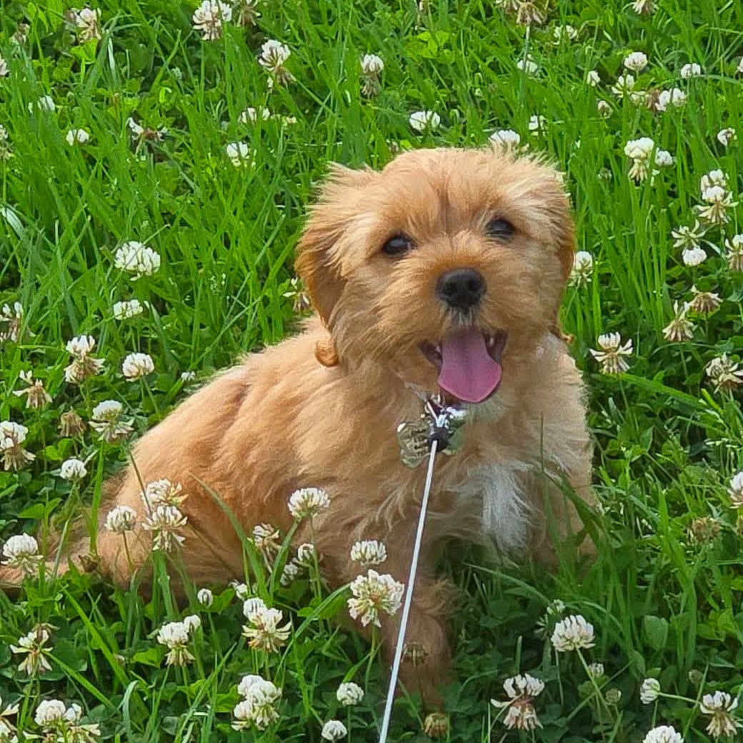 Lulu is registered to the contest to win money with this photo: adorable, animal, canine, clover, cute, dog, flowers, fur, grass, greenery, happy, leash, nature, outdoor, pet, playful, puppy, small_dog, summer, tongue_out