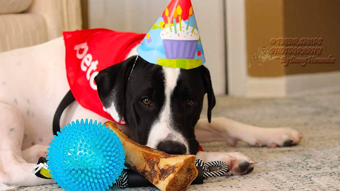 Spots is registered to the contest to win money with this photo: canidae, carnivore, dog, dog_breed, dog_toy, party_hat, party_supply, snout, sporting_group