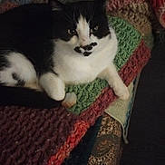 Moustache a rejoint le concours — aidez-le/la à gagner de superbes lots ! cat, black_and_white, animal, pet, indoor, knitted_blanket, colorful, cozy, resting, feline, cute, fur, whiskers, paw, relaxed, home, pattern, textile, closeup, laying