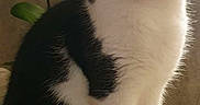 Moustache participe au concours pour gagner de l'argent avec cette photo : animal, bamboo_mat, black_and_white, cat, closeup, curious, domestic, feline, fur, green, indoor, mustache, orchid, pattern, pet, plant, portrait, sitting, table, whiskers