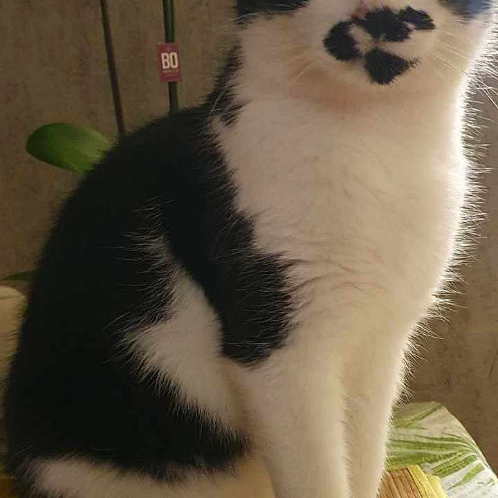 Moustache participe au concours pour gagner de l'argent avec cette photo : cat, black_and_white, sitting, indoor, plant, orchid, bamboo_mat, curious, feline, pet, animal, whiskers, fur, portrait, domestic, table, green, pattern, mustache, closeup
