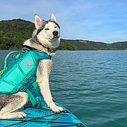Unix a rejoint le concours — aidez-le/la à gagner de superbes lots ! dog, husky, life_jacket, paddleboard, lake, water, sky, cloudless, nature, outdoor, animal, pet, canine, greenery, hill, adventure, summer, daytime, travel, vacation