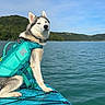 dog, husky, life_jacket, paddleboard, lake, water, sky, cloudless, nature, outdoor, animal, pet, canine, greenery, hill, adventure, summer, daytime, travel, vacation