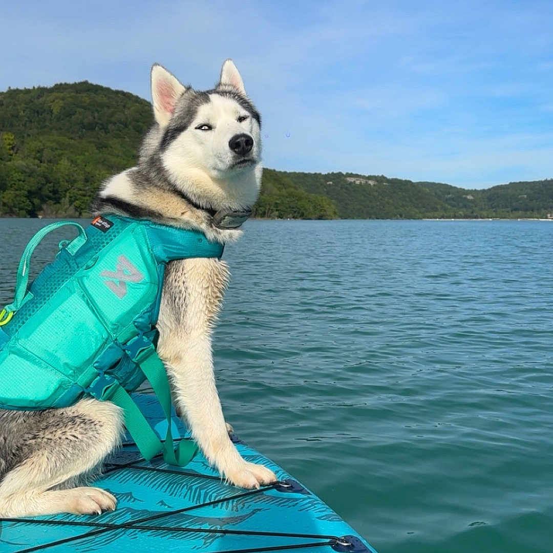 Unix a rejoint le concours — aidez-le/la à gagner de superbes lots ! dog, husky, life_jacket, paddleboard, lake, water, sky, cloudless, nature, outdoor, animal, pet, canine, greenery, hill, adventure, summer, daytime, travel, vacation