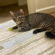 Rocky is registered to the contest to win money with this photo: cat, tabby, indoor, pet, animal, striped_rug, toy, curious, feline, paw, ears, whiskers, relaxed, fur, home, carpet, floor, closeup, laying, young_cat