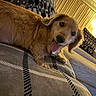 dog, golden_dog, pet, animal, lying_down, lounging, tongue_out, happy, playful, fluffy, long_ears, brown_fur, black_nose, collar, blanket, couch, cushion, indoor, home, portrait
