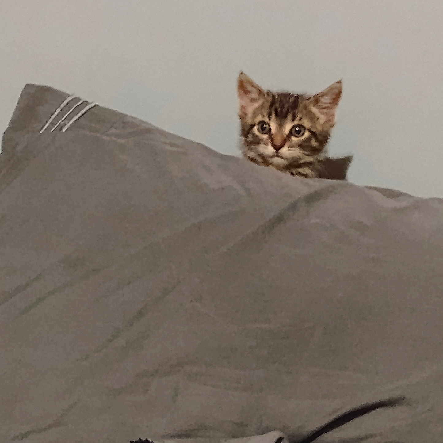 Batgirl is registered to the contest to win money with this photo: abyssinian, animal, bed, bedroom, blanket, cat, couch, cushion, den, furniture, gray, homedecor, indoors, kitten, linen, manx, pet, quilt, room