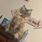 Coconut joined the competition — help win amazing prizes! cat, fluffy, feline, indoor, dresser, wooden_furniture, wall_art, decor, curious, pet, animal, domestic, fur, sitting, head_tilt, household_items, spray_bottle, blue_packet, room, cozy