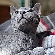 Daryl joined the competition — help win amazing prizes! cat, gray_cat, pet, animal, feline, whiskers, fur, indoor, blanket, cozy, relaxed, looking_up, close_up, portrait, domestic_animal, cute, soft_light, home, resting, curious