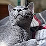 cat, gray_cat, pet, animal, feline, whiskers, fur, indoor, blanket, cozy, relaxed, looking_up, close_up, portrait, domestic_animal, cute, soft_light, home, resting, curious