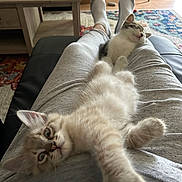Taz is registered to the contest to win money with this photo: kitten, cat, pet, indoor, lap, relaxing, stretching, sleeping, person, pants, socks, couch, table, rug, home, cozy, furniture, animal, cute, resting