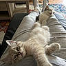 kitten, cat, pet, indoor, lap, relaxing, stretching, sleeping, person, pants, socks, couch, table, rug, home, cozy, furniture, animal, cute, resting