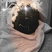 Vader joined the competition — help win amazing prizes! black_cat, christmas_tree, tree_lights, holiday_decor, white_tree_skirt, carpet, indoor, pet, festive, ornament, animal, feline, cozy, decorations, christmas, soft_lighting, holiday, cute, domestic_cat, curious