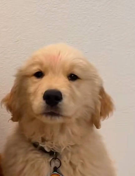 Jojo joined the competition — help win amazing prizes! canidae, carnivore, companion_dog, dog, dog_breed, dog_collar, ear, eye, fur, maltepoo, non_sporting_group, pet_supply, plant, poodle, puppy, snout, sporting_group, toy_dog, whiskers, working_animal