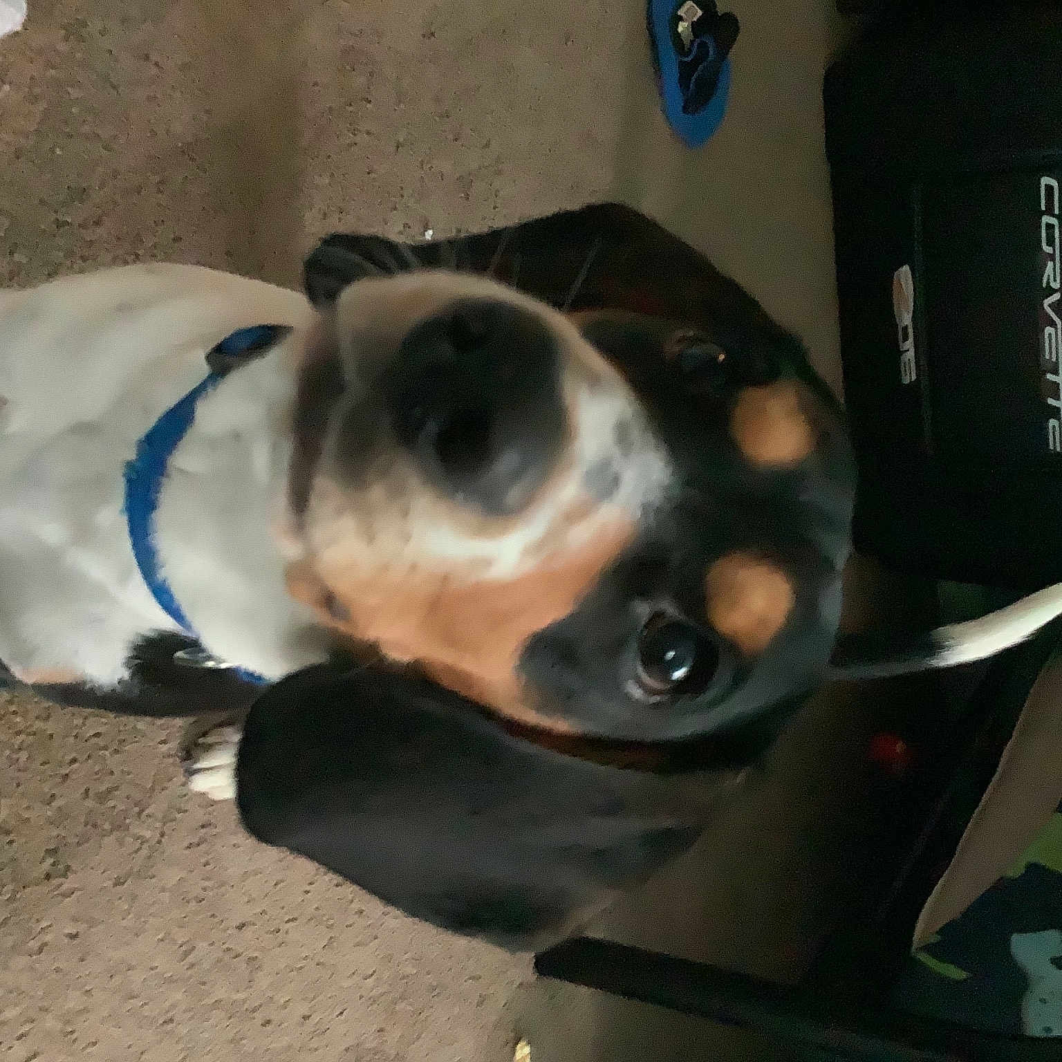 Rex