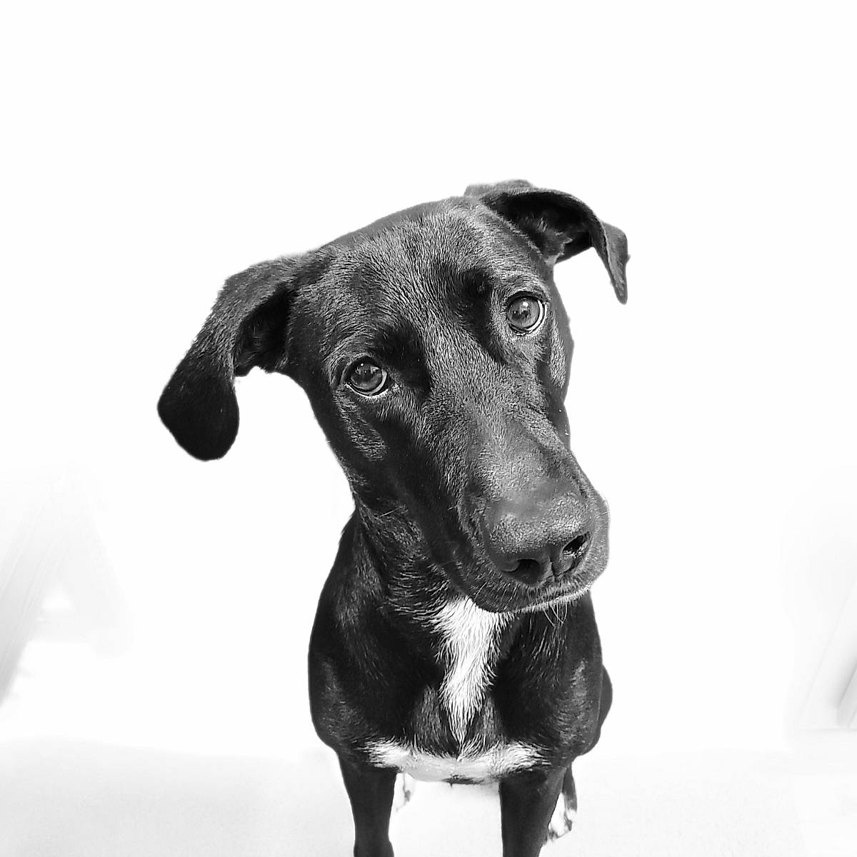 Zoey joined the competition — help win amazing prizes! canidae, carnivore, collar, companion_dog, dog, dog_breed, eye, fur, monochrome, monochrome_photography, pet_supply, snout, sporting_group, terrestrial_animal, whiskers, working_animal, working_dog