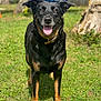 dog, black_dog, tan_markings, grass, outdoor, sunny, pet, animal, canine, happy, tongue_out, ears_up, collar, nature, greenery, tree_trunk, daylight, portrait, standing, smiling