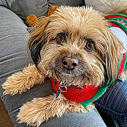 Benjie joined the competition — help win amazing prizes! dog, small_dog, fluffy, brown_fur, long_hair, pet, animal, portrait, close_up, couch, indoors, sitting, lying_down, collar, leash, festive_clothing, red, green, gray_background, cute