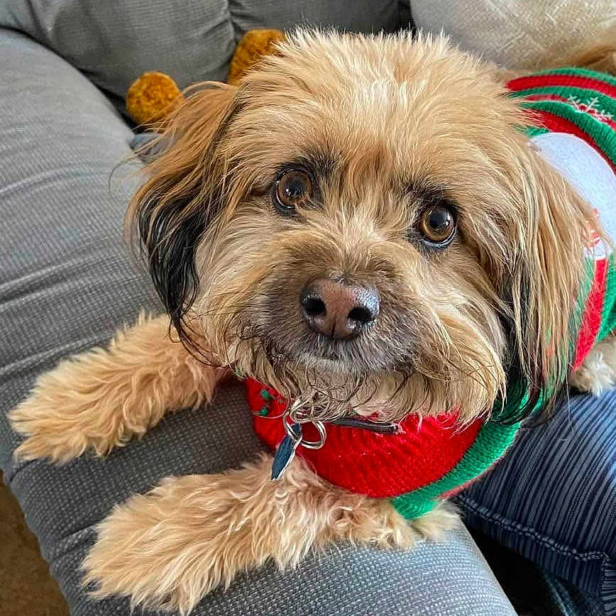 Benjie joined the competition — help win amazing prizes! dog, small_dog, fluffy, brown_fur, long_hair, pet, animal, portrait, close_up, couch, indoors, sitting, lying_down, collar, leash, festive_clothing, red, green, gray_background, cute