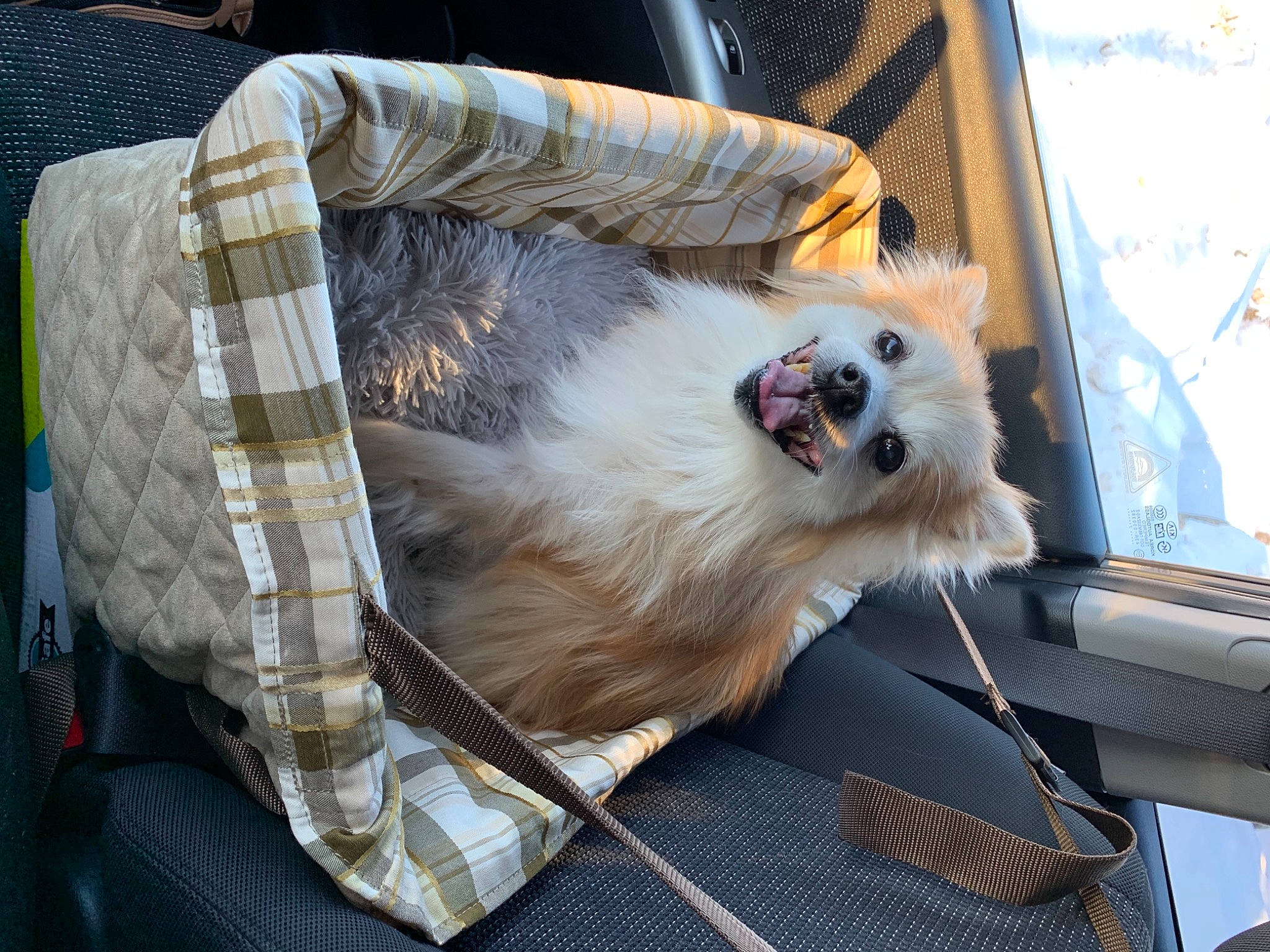 Bruiser is registered to the contest to win money with this photo: carnivore, collar, comfort, companion_dog, dog, dog_breed, dog_supply, fawn, felidae, fur, pekingese, pet_supply, plaid, small_to_medium_sized_cats, snout, sporting_group, tartan, toy_dog, whiskers, window