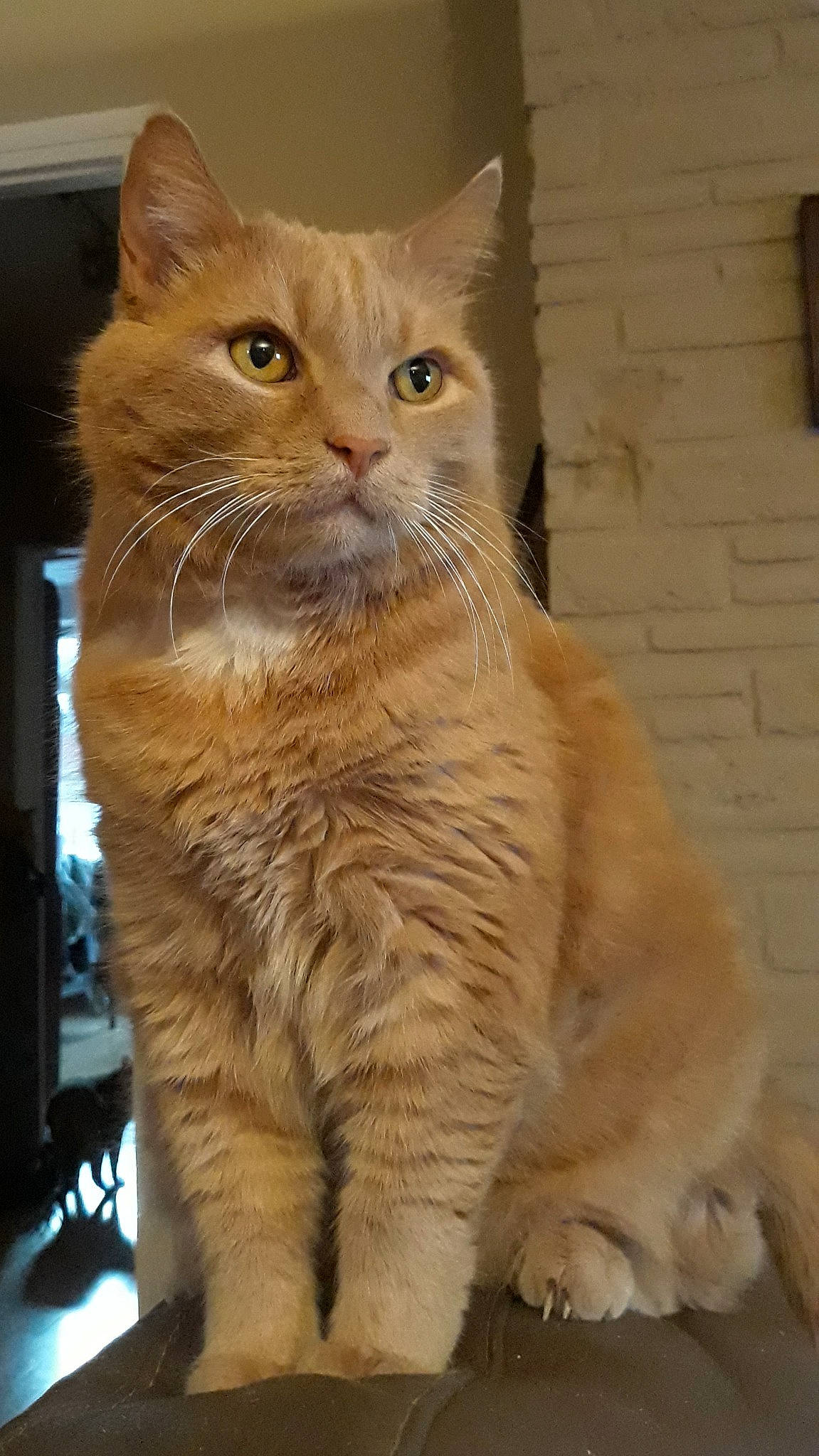 Max a rejoint le concours — aidez-le/la à gagner de superbes lots ! carnivore, cat, claw, domestic_short_haired_cat, event, fawn, felidae, fur, glass, small_to_medium_sized_cats, snout, tail, terrestrial_animal, whiskers, window