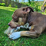 Nephtys participe au concours pour gagner de l'argent avec cette photo : dog, grass, outdoor, chewing, plastic_bottle, paw, ear, brown_coat, white_paw, close_up, green_grass, summer, garden, fence, trees, sunlight, playful, pet, snout, nose