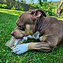 dog, grass, outdoor, chewing, plastic_bottle, paw, ear, brown_coat, white_paw, close_up, green_grass, summer, garden, fence, trees, sunlight, playful, pet, snout, nose