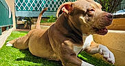 Nephtys a rejoint le concours — aidez-le/la à gagner de superbes lots ! close_up, dog, domestic_animal, fence, grass, greenery, happy, lattice, mouth, nose, outdoors, paw, pet, pitbull, portrait, relaxing, shadow, sunlight, sunning, yard