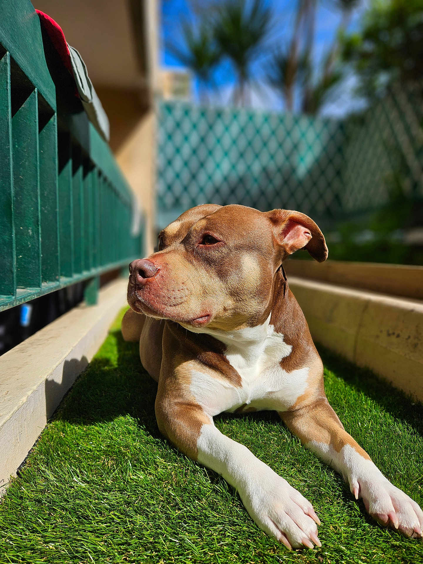 Nephtys participe au concours pour gagner de l'argent avec cette photo : dog, pet, canine, brown_coat, white_markings, paws, snout, ear, grass, lawn, balcony, railing, fence, sunny, sunbathing, portrait, close_up, shallow_depth_of_field, relaxed, outdoor