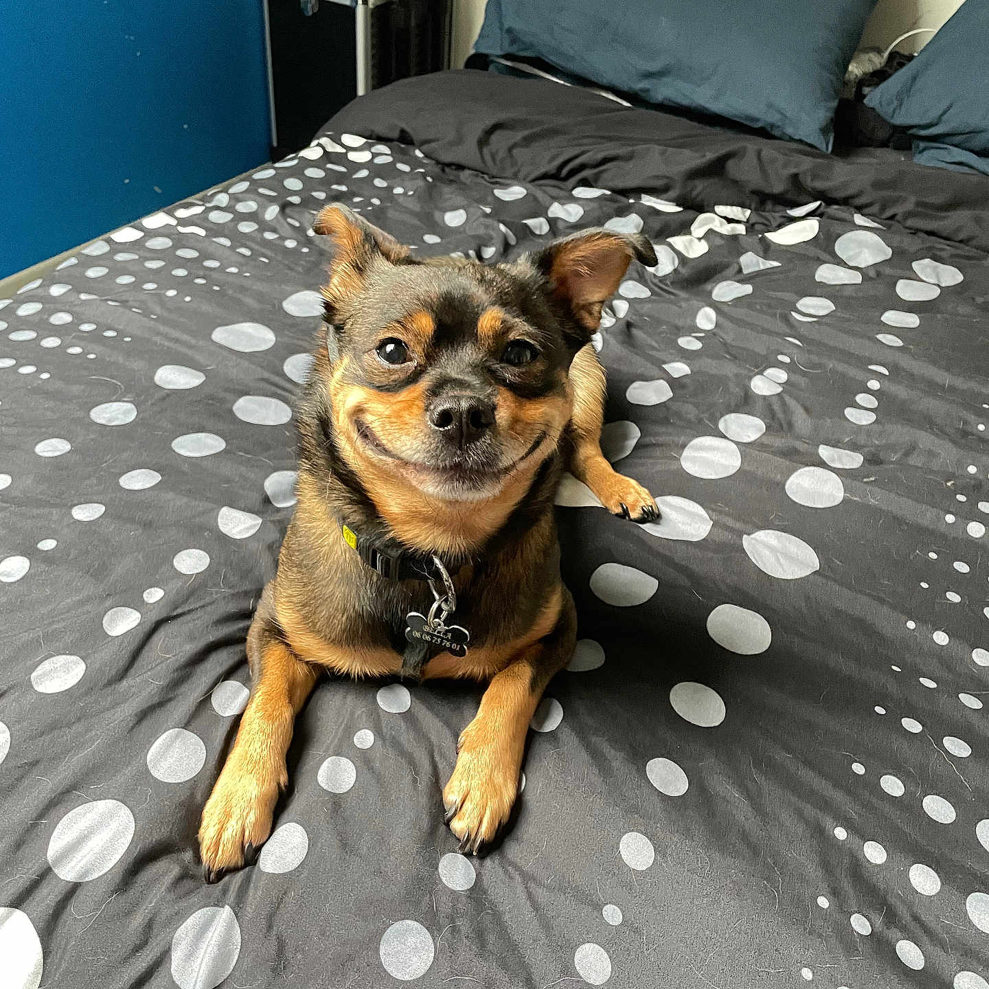 Bella a rejoint le concours — aidez-le/la à gagner de superbes lots ! animal, bed, bedroom, bedsheet, blanket, canine, cushion, dog, dogbed, furniture, homedecor, indoors, interiordesign, pet, pillow, puppy, room