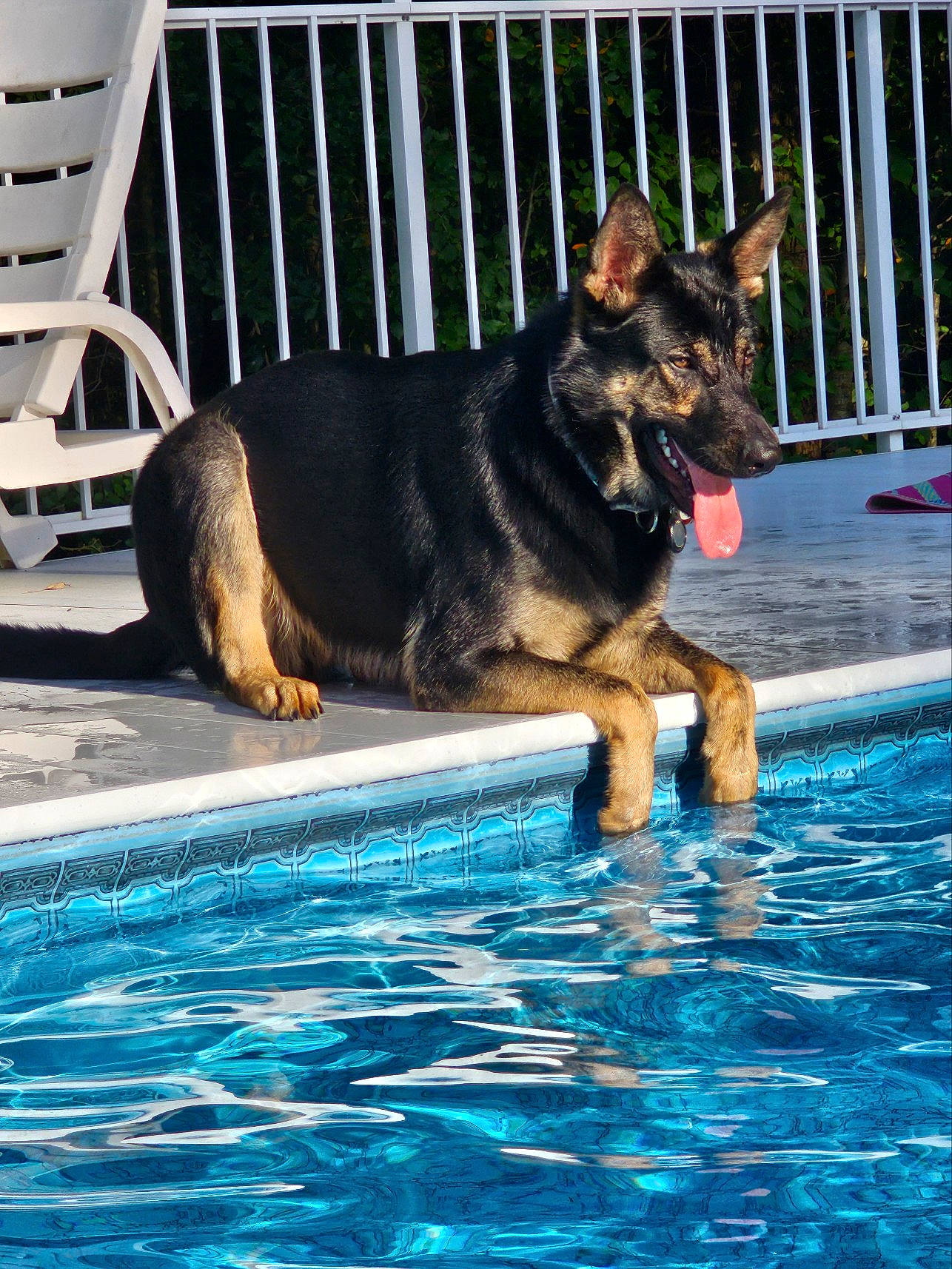 Ruger is registered to the contest to win money with this photo: blue, canidae, carnivore, companion_dog, dog, dog_breed, dog_supply, east_european_shepherd, fence, german_shepherd_dog, guard_dog, herding_dog, king_shepherd, leisure, recreation, sporting_group, swimming_pool, water, window, working_dog