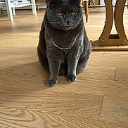 Topaze a rejoint le concours — aidez-le/la à gagner de superbes lots ! cat, grey_cat, indoor_cat, sitting, wooden_floor, living_room, chair, bookshelf, furniture, chain, necklace, tongue_out, whiskers, yellow_eyes, portrait, pet, curious, close_up, floor, home_decor