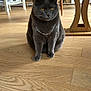 cat, grey_cat, indoor_cat, sitting, wooden_floor, living_room, chair, bookshelf, furniture, chain, necklace, tongue_out, whiskers, yellow_eyes, portrait, pet, curious, close_up, floor, home_decor