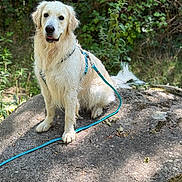 Eden participe au concours pour gagner de l'argent avec cette photo : dog, golden_retriever, animal, pet, outdoor, forest, rock, leash, harness, nature, sunlight, greenery, canine, sitting, fur, mammal, daylight, alert, cute, portrait