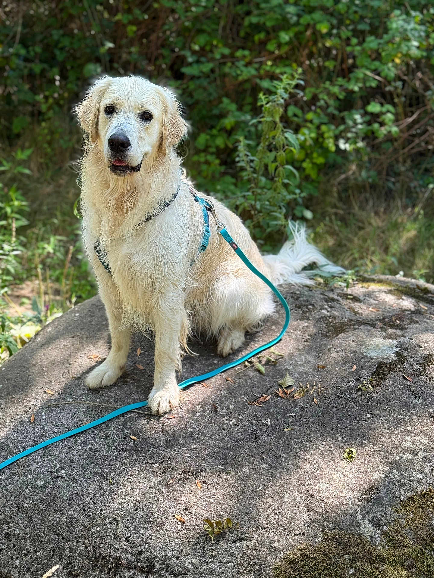 Eden participe au concours pour gagner de l'argent avec cette photo : dog, golden_retriever, animal, pet, outdoor, forest, rock, leash, harness, nature, sunlight, greenery, canine, sitting, fur, mammal, daylight, alert, cute, portrait