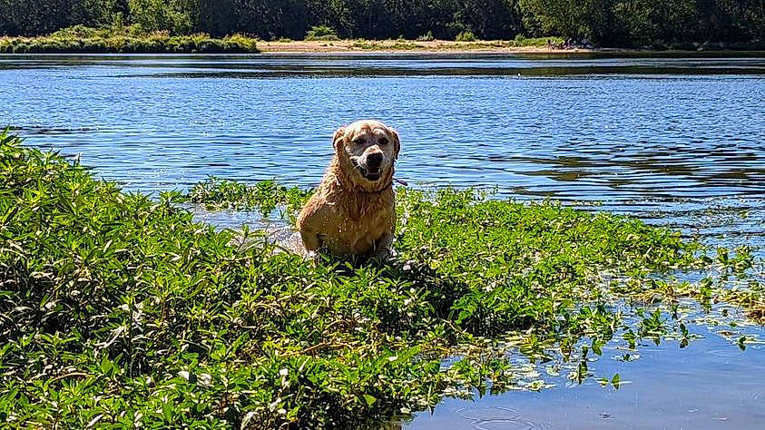 Barbaque participe au concours pour gagner de l'argent avec cette photo : bank, carnivore, companion_dog, dog, dog_breed, fawn, grass, lake, landscape, leisure, natural_landscape, plant, reflection, sporting_group, summer, tree, water, water_resources, watercourse, working_animal