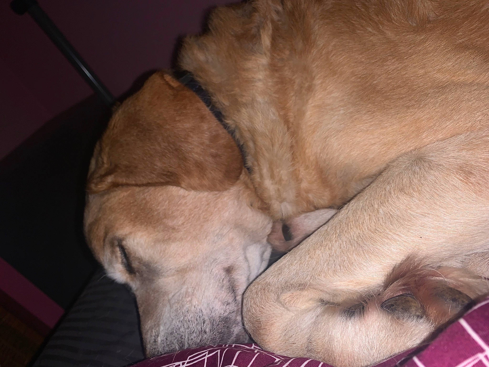 Barbaque a rejoint le concours — aidez-le/la à gagner de superbes lots ! canidae, carnivore, comfort, companion_dog, dog, dog_breed, fawn, fur, guard_dog, gun_dog, liver, nap, paw, sleep, snout, sporting_group, tail, terrestrial_animal, whiskers, working_animal